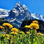 Alpenlodge Willigen